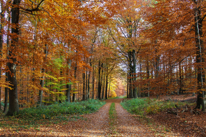 Autumn forest path with golden foliage